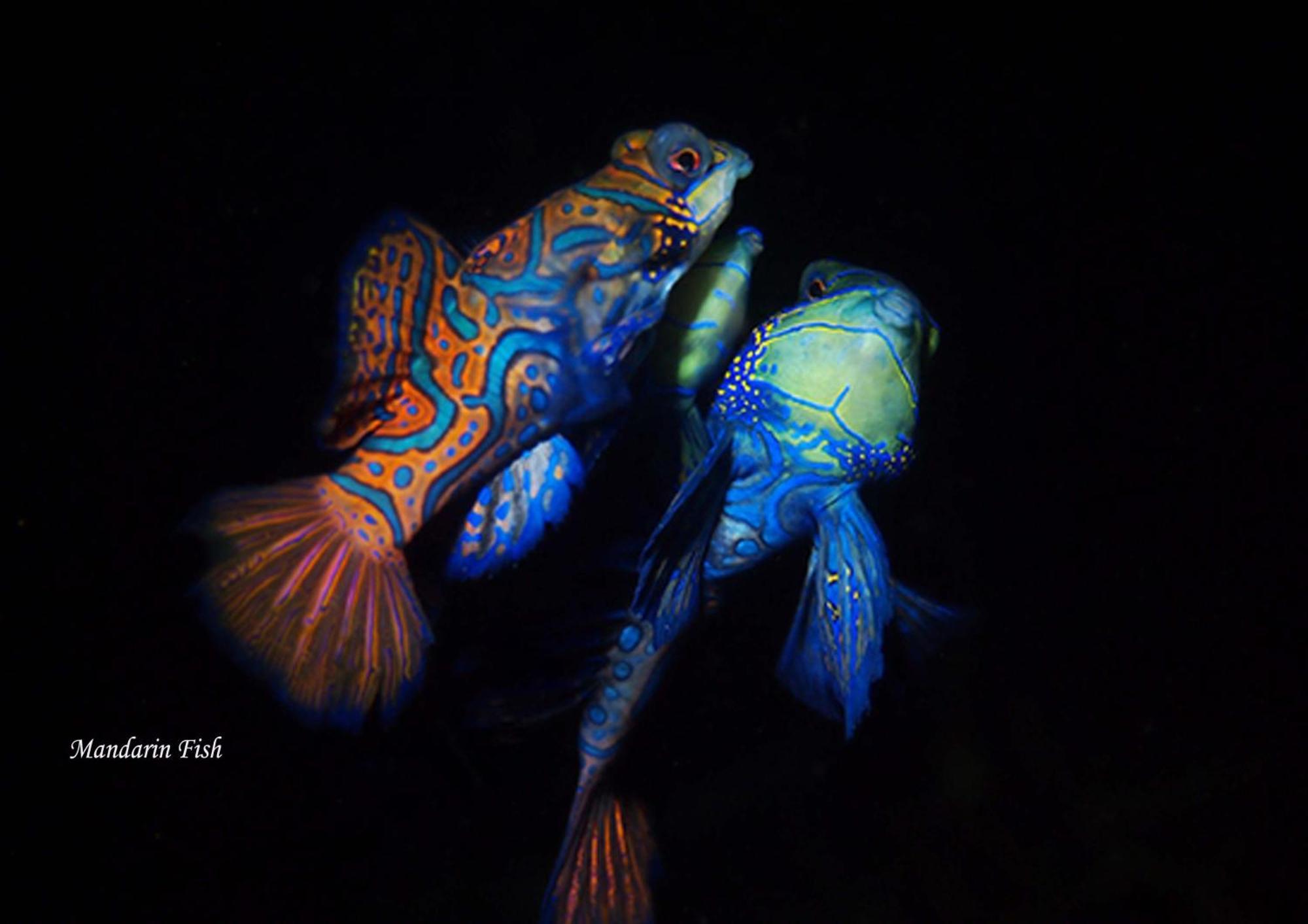 Cocotinos Lembeh A Boutique Dive Lodge Bitung Экстерьер фото