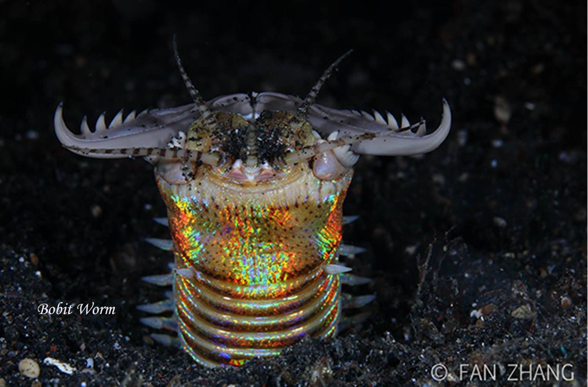 Cocotinos Lembeh A Boutique Dive Lodge Bitung Экстерьер фото